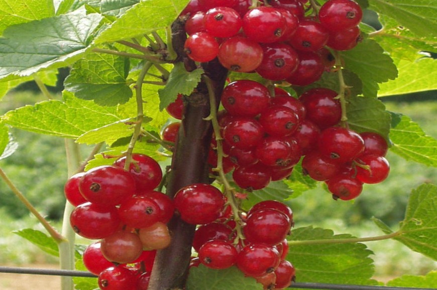 ديسارو في ولاية جوهور بماليزيا ديسارو في ولاية جوهور بماليزيا