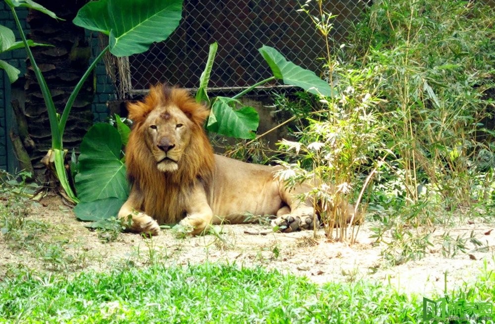 حديقة حيوانات نيجارا في كوالالمبور ماليزيا, حديقة الحيوان كوالالمبور