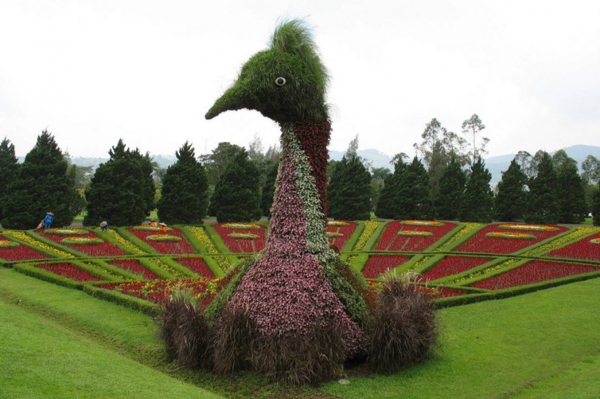 حديقة الزهور بونشاك اندونيسيا حديقة الزهور بونشاك اندونيسيا