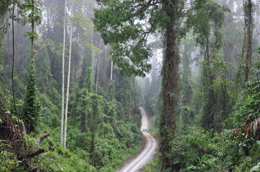 الغابات المطيرة في ولاية صباح بماليزيا
