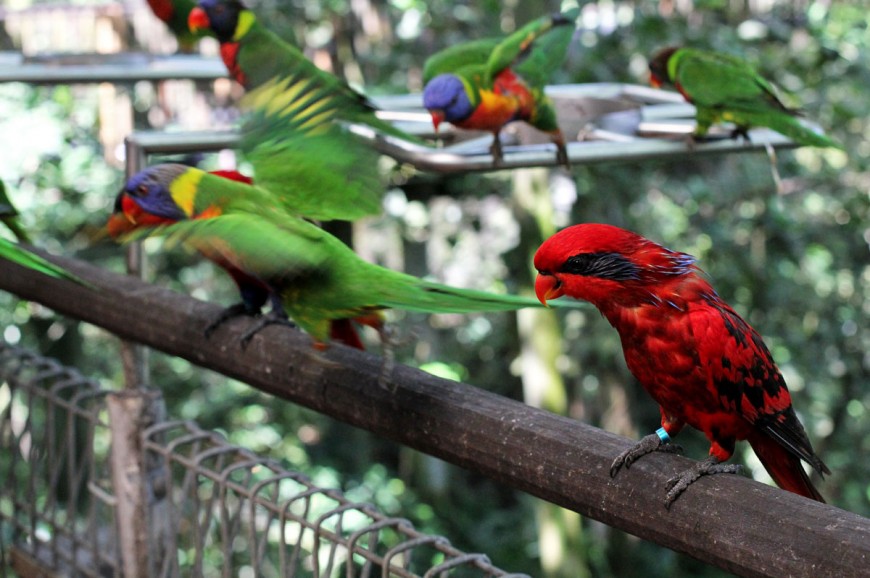 متنزه يورونغ للطيور سنغافورة