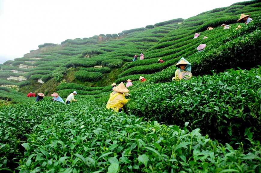 مزارع الشاي باندونق اندونيسيا