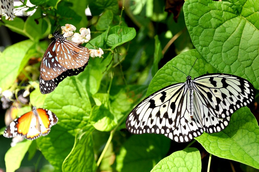 حديقة الفراشات في جزيرة بالي اندونيسيا