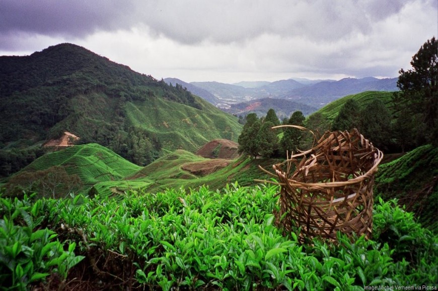 مزارع الشاي في الكاميرون هايلاند ماليزيا