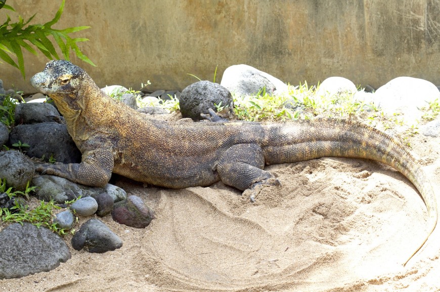 حديقة الزواحف في بالي اندونيسيا حديقة الزواحف في بالي اندونيسيا