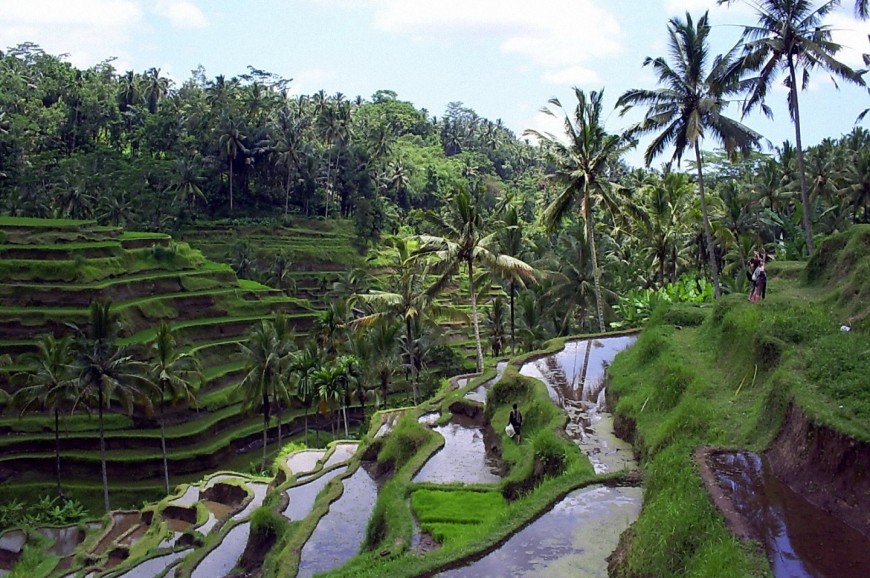 مدرجات أرز تيقالالانق بالي اندونيسيا