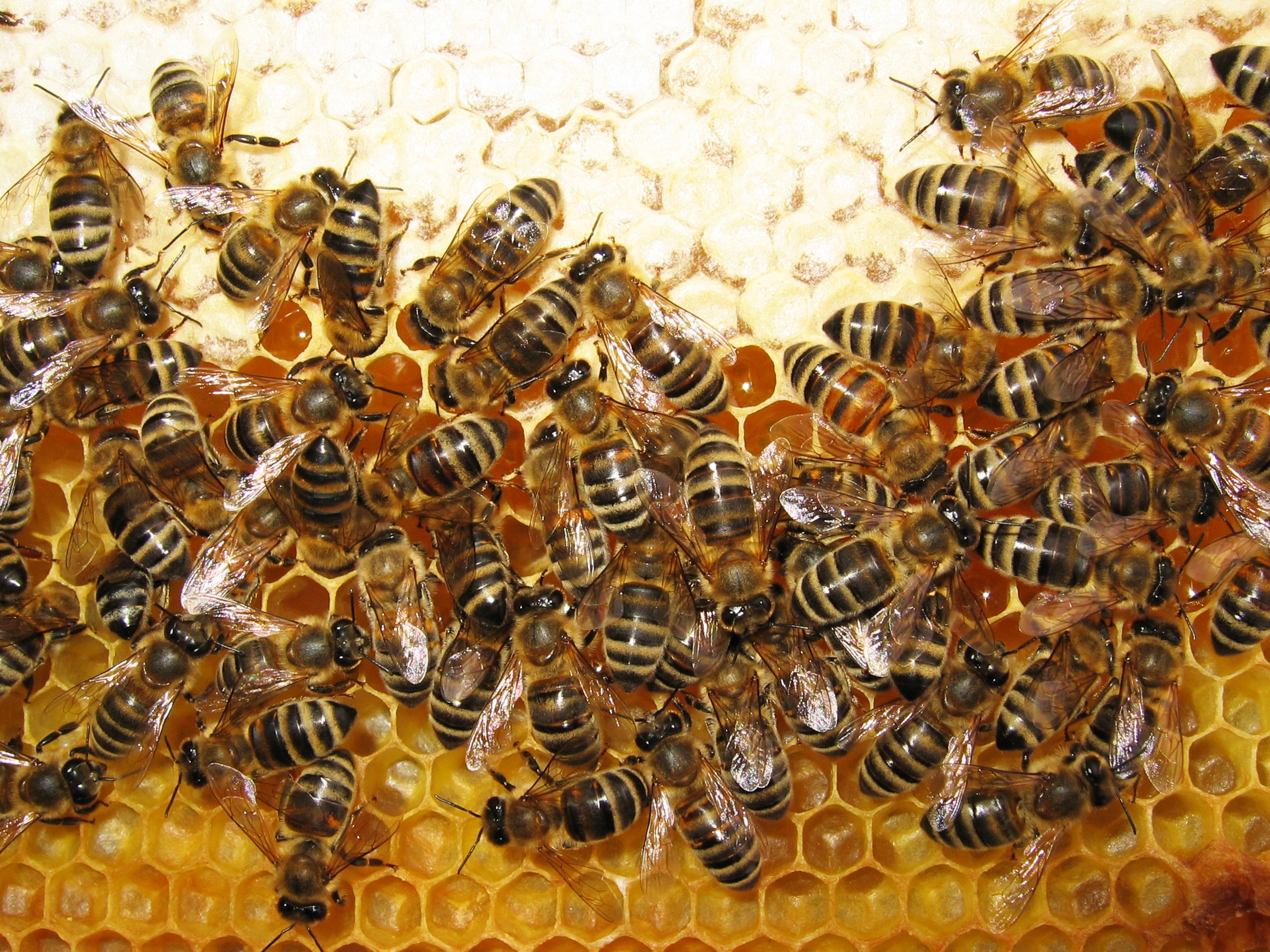 مزارع عسل النحل في الكاميرون هايلاند بماليزيا