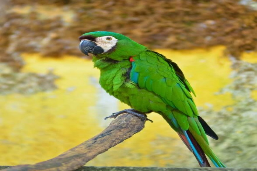 حديقة الحيوان والطيور في لنكاوي بماليزيا