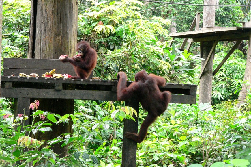 حديقة الزهور والقرود في جزيرة بينانج بماليزيا