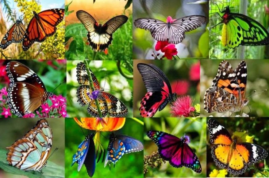 حديقة الفراشات في جزيرة بالي اندونيسيا