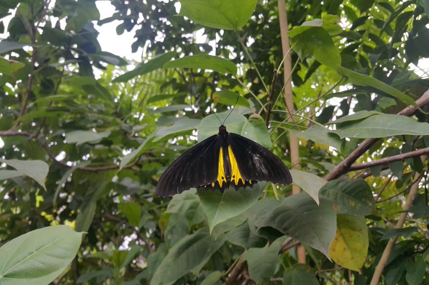 حديقة الفراشات في جزيرة بالي اندونيسيا حديقة الفراشات في جزيرة بالي اندونيسيا