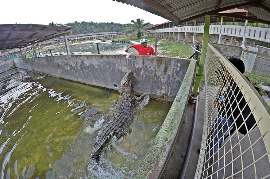 مزرعة تماسيح تيلوك سينجات في ولاية جوهور بماليزيا مزرعة تماسيح تيلوك سينجات في ولاية جوهور بماليزيا