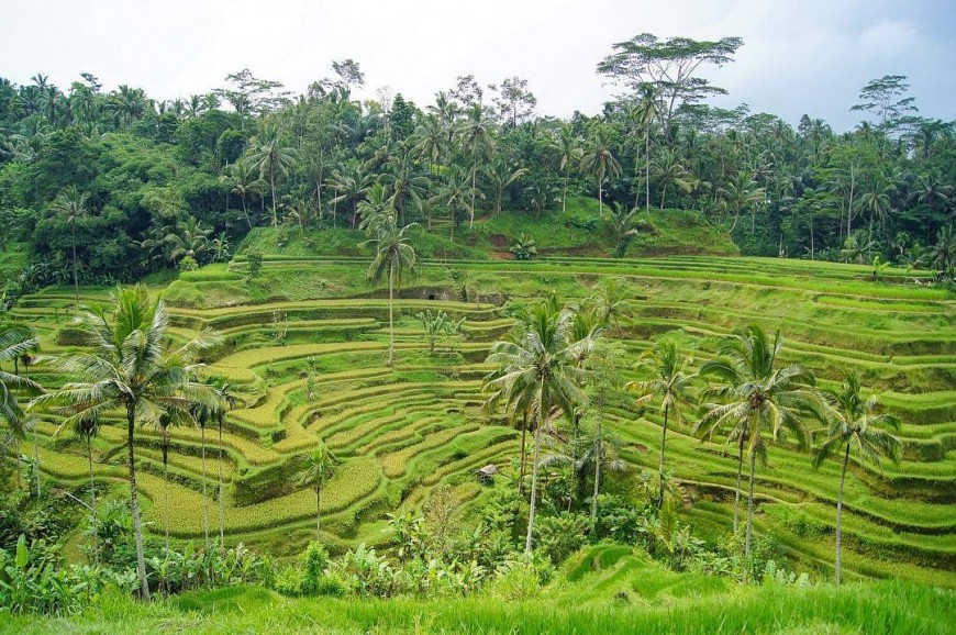 مدرجات أرز تيقالالانق بالي اندونيسيا مدرجات أرز تيقالالانق بالي اندونيسيا