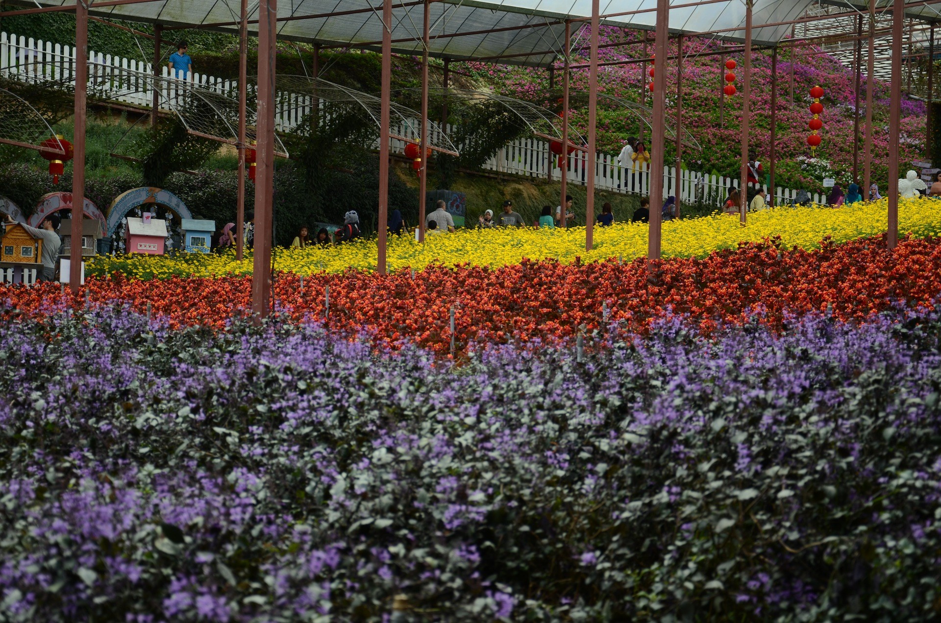 حديقة الزهور في الكاميرون هايلاند ماليزيا