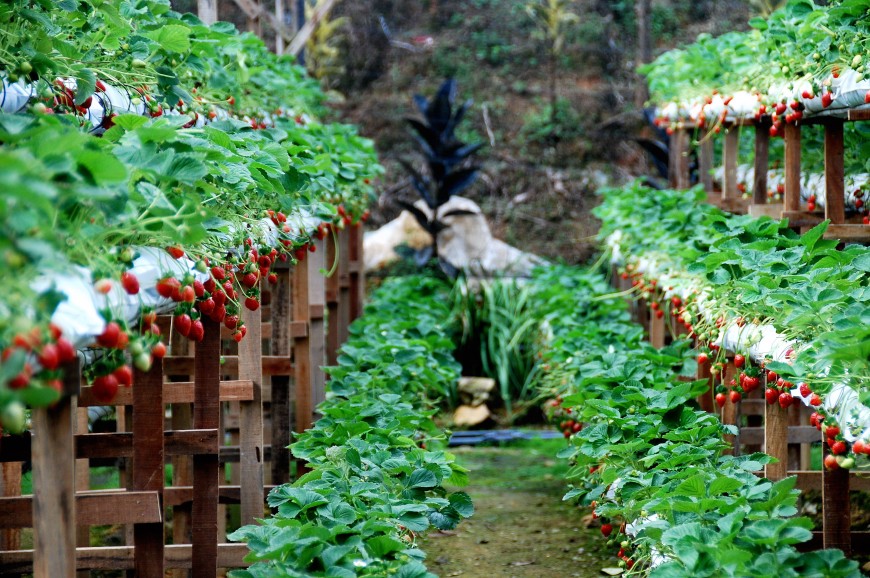 حدائق الفراولة في مرتفعات جنتنج بماليزيا