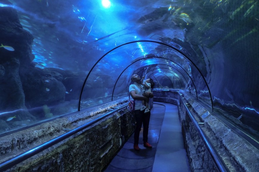 عالم البحار جاكرتا اندونيسيا عالم البحار جاكرتا اندونيسيا