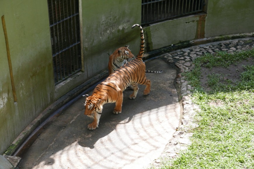 حديقة حيوان جوهور بماليزيا حديقة حيوان جوهور بماليزيا