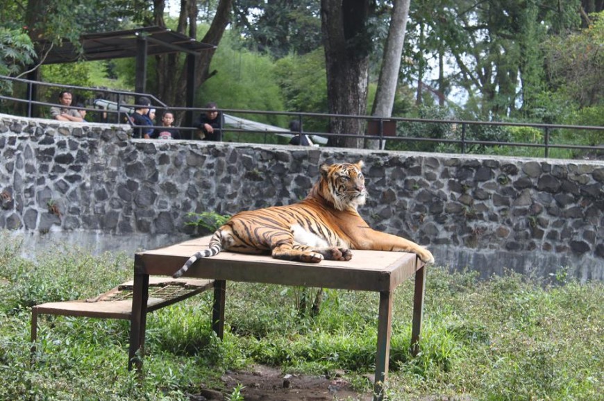 حديقة الحيوانات باندونق اندونيسيا