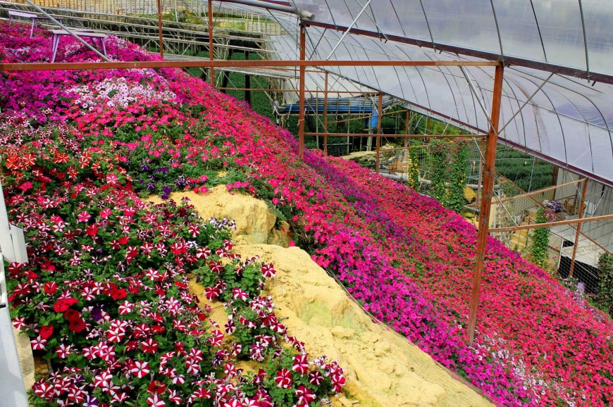 حديقة الزهور في الكاميرون هايلاند ماليزيا