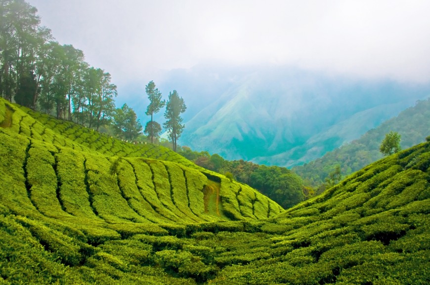 مزارع الشاي في الكاميرون هايلاند ماليزيا