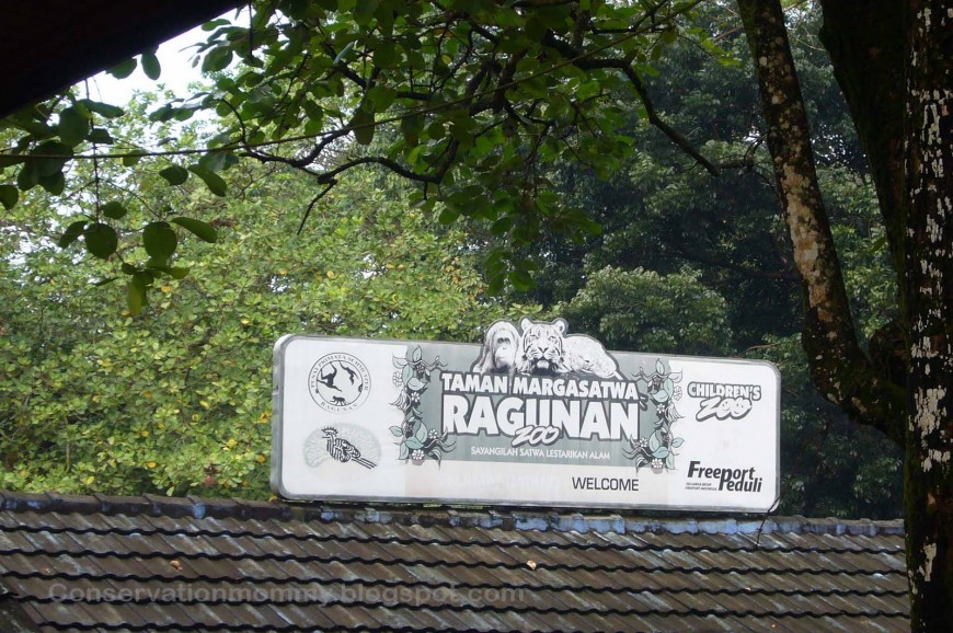 حديقة راجوانا جاكرتا اندونيسيا
