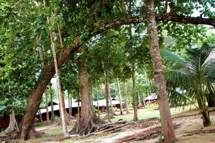 منتزه تيجا بارك في ولاية صباح ماليزيا منتزه تيجا بارك في ولاية صباح ماليزيا