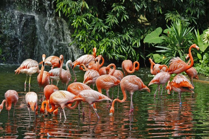 متنزه يورونغ للطيور سنغافورة