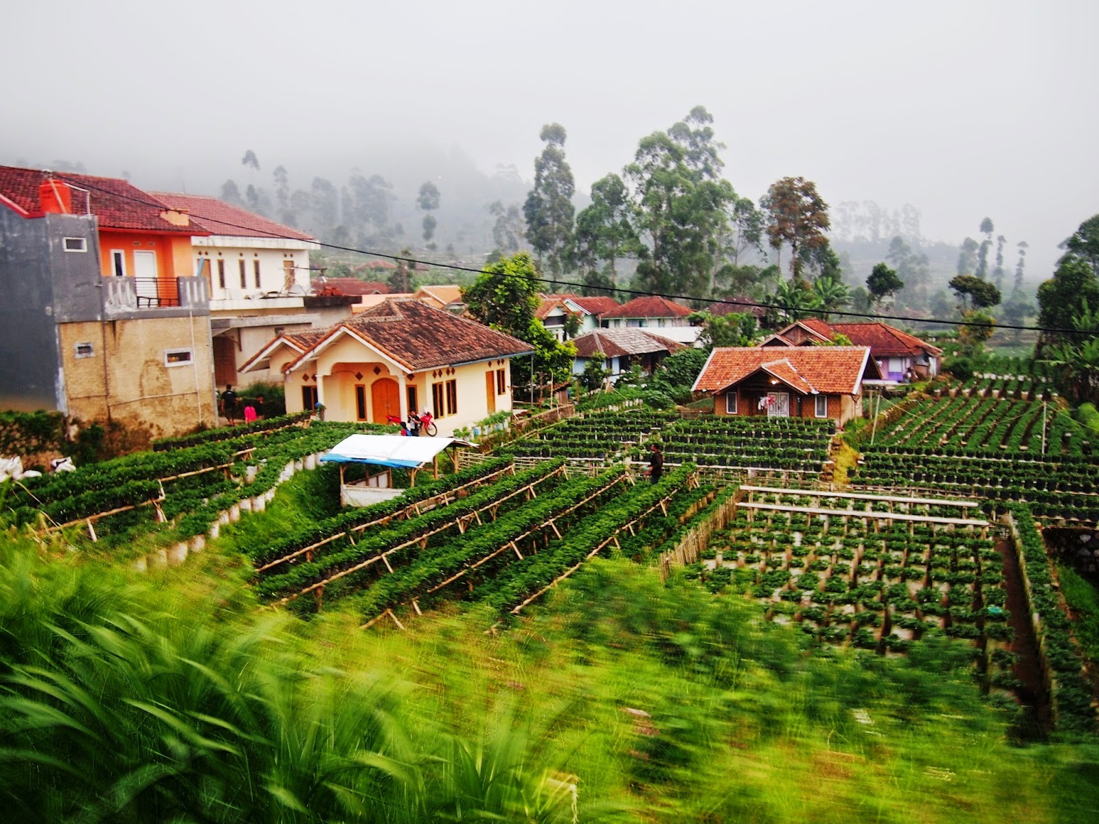 مزارع الفراولة باندونق اندونيسيا