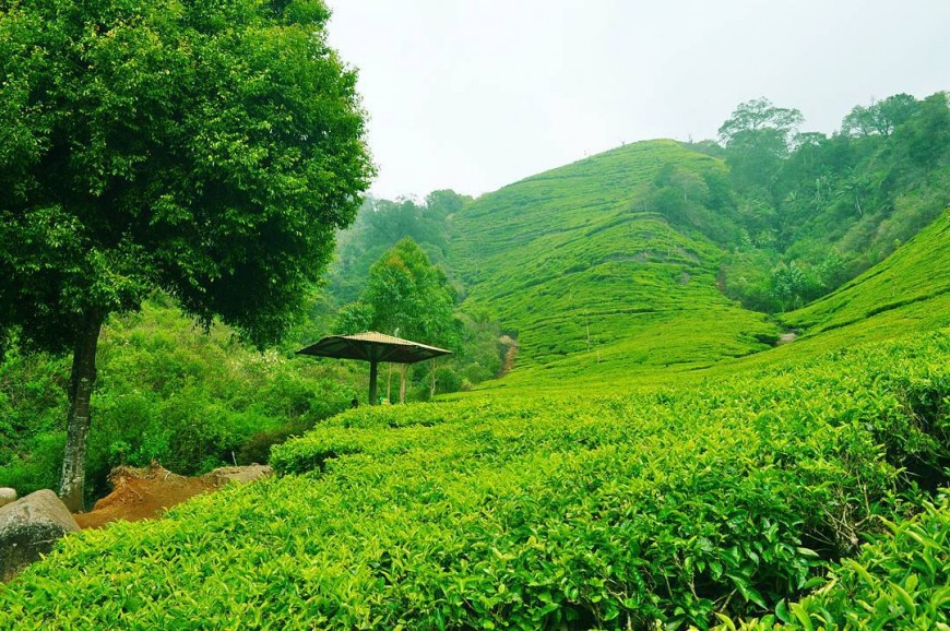 مزارع الشاي باندونق اندونيسيا مزارع الشاي باندونق اندونيسيا