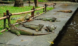 Bali's Reptile Park Indonesia