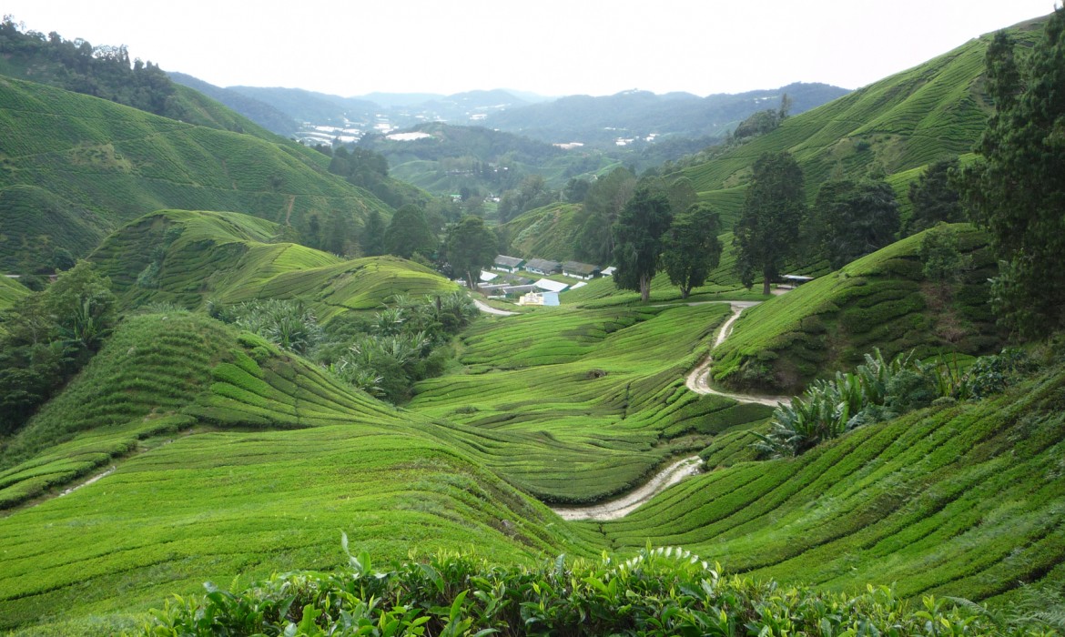 Al Rawda Restaurant Cameroon Highland Malaysia