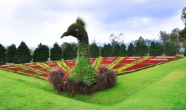 Taman Bunga Nusantara Puncak Indonesia