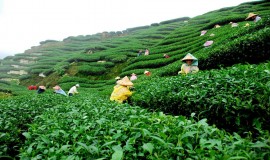 مزارع الشاي باندونق اندونيسيا