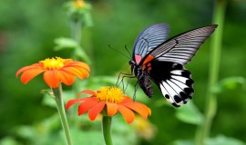 Kuala Lumpur Butterfly Park Malaysia