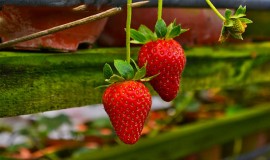 strawberry farm in cameron highland