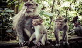 Ubud Monkey Forest Bali Indonesia