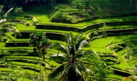 Tegalalang Rice Terraces Bali Indonesia