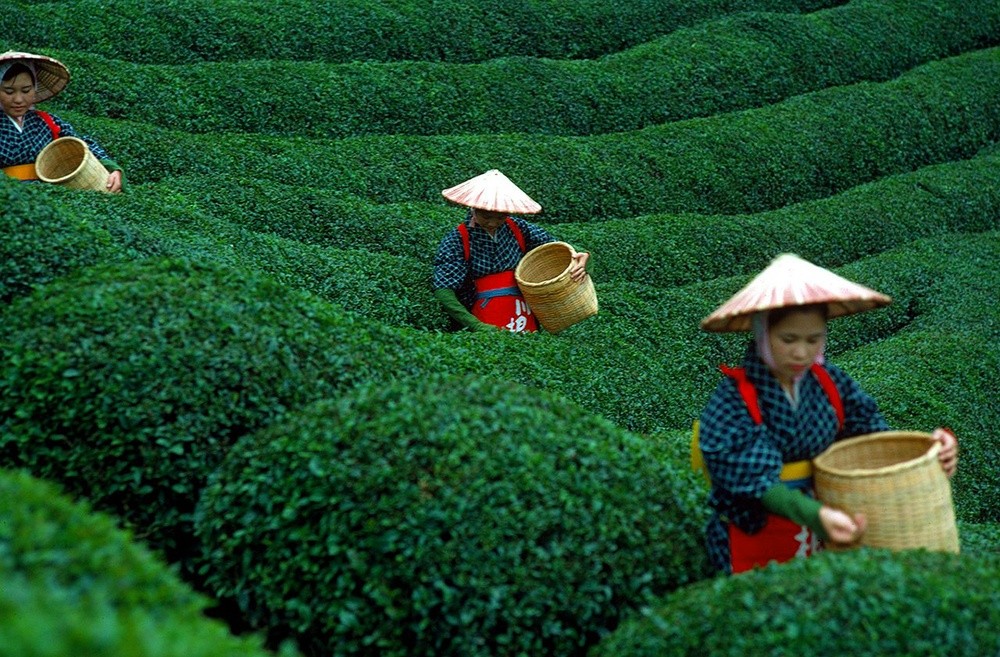 مزارع الشاي مرتفعات كاميرون هايلاند