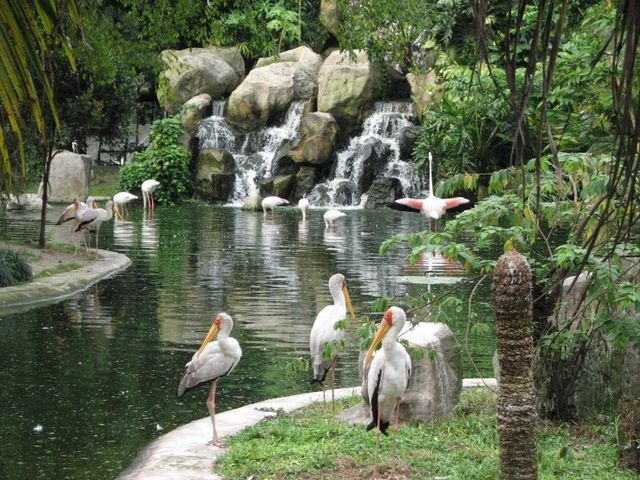 حديقة الطيور في ماليزيا