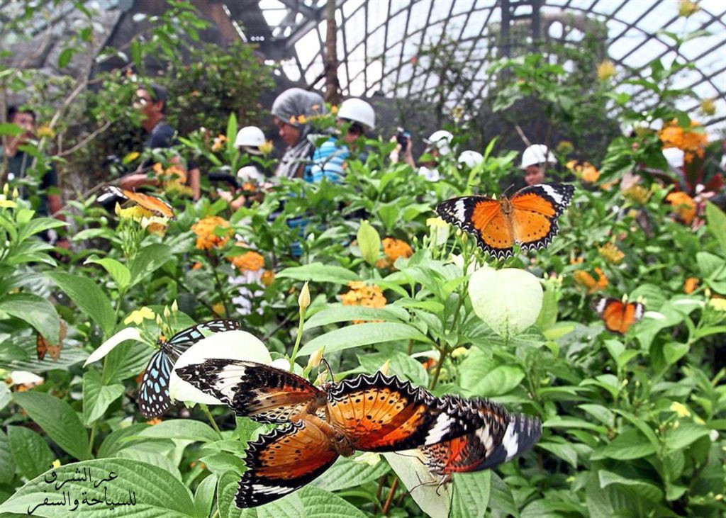 حديقة الفراشات في ماليزيا